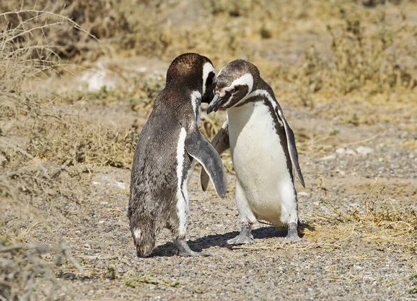 Puerto Madryn Argentina Dança Acasalamento Pinguins Magalhães Durante Época Acasalamento — Fotografia de Stock