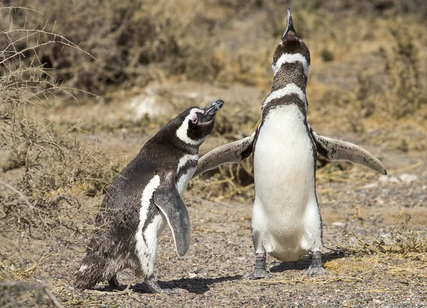 プエルト マドリン アルゼンチンだ マゼランペンギンのダンスとの出会い 交尾期になると 雄は叫ぶことで雌をひきつける すると男たちは女の周りを一周し 翼を垂れて — ストック写真