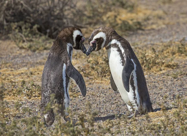 Puerto Madryn Argentina Dança Acasalamento Pinguins Magalhães Durante Época Acasalamento — Fotografia de Stock