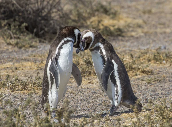 Puerto Madryn Argentina Dança Acasalamento Pinguins Magalhães Durante Época Acasalamento — Fotografia de Stock