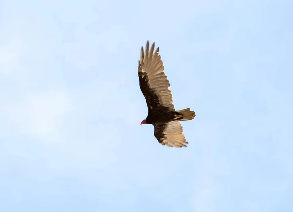 Bird American vulture (turkey vulture) in the sky. Puerto Madryn. Argentina. The Turkey vulture is a bird in the family of American vultures native to North and South America.