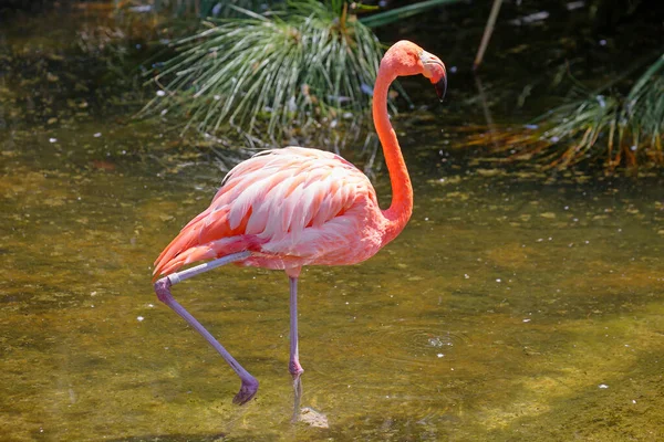 Розовый Фламинго Удивительно Красивое Оперение Королевская Осанка Праву Ставят Фламинго — стоковое фото