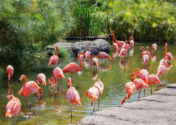 Flamenco Rosa Sorprendentemente Hermoso Plumaje Postura Real Legítimamente Pone Los — Foto de Stock