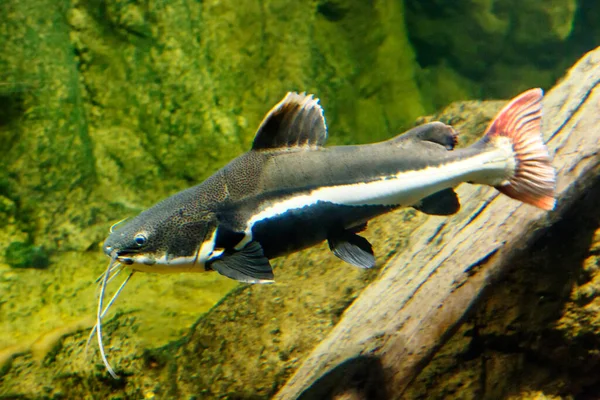 Red-tailed catfish. This fish is also called the river monster, Orinok catfish, named for the bright orange tail fin, emits a very loud trumpet sound, similar to the roar of an elephant.