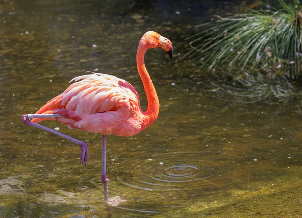 Pink Flamingo Sorprendentemente Hermoso Plumaje Postura Real Legítimamente Pone Los — Foto de Stock