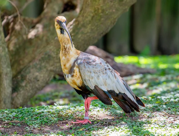 Ibis Cara Preta Uma Ave Sul Americana Atingindo Comprimento Cabeça — Fotografia de Stock