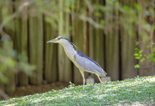 Heron. The night Heron or night Heron has a short neck compared to other herons and a short but strong and powerful beak. The legs are also shorter than those of other herons.