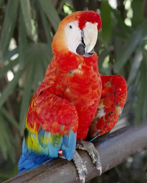 Guacamayo Rojo Loro Plumaje Rojo Brillante Las Plumas Por Encima —  Fotos de Stock