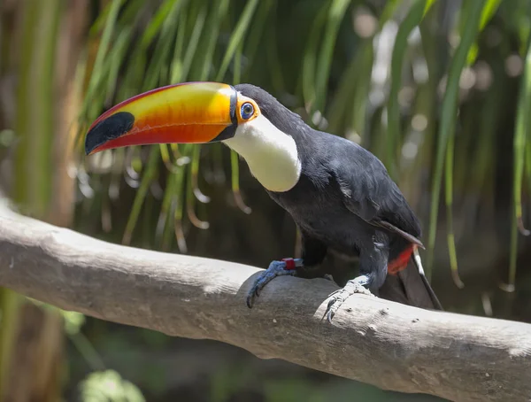 Pássaro Tucano Tucanos São Uma Das Aves Tropicais Mais Coloridas — Fotografia de Stock