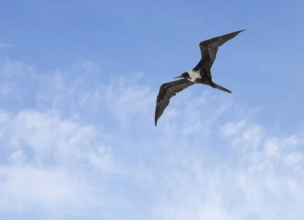 Frigate Bird Sky Frigate Pássaro Marinho Que Pode Facilmente Manobrar — Fotografia de Stock