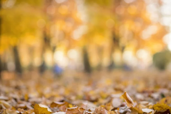 秋または秋の抽象的な性質の背景 — ストック写真