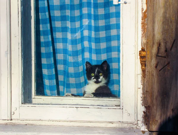 Little Kitten Looking Trough Window — Stock Photo, Image