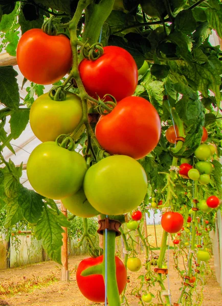 fresh red and green tomatoes on tree