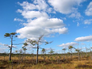 Bataklık ve çam ağacı ile güzel manzara