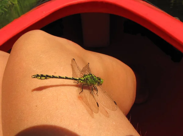 Dragonfly προσγειώθηκε στο γυναικείο πόδι — Φωτογραφία Αρχείου