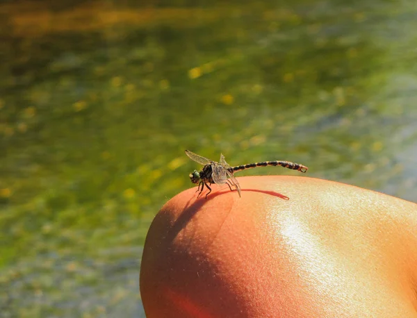 Dragonfly landade på kvinnans ben — Stockfoto