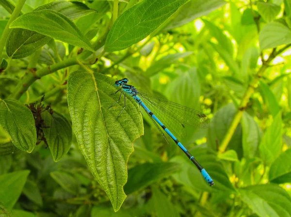 Dragonfly sitter på grönt gräs — Stockfoto