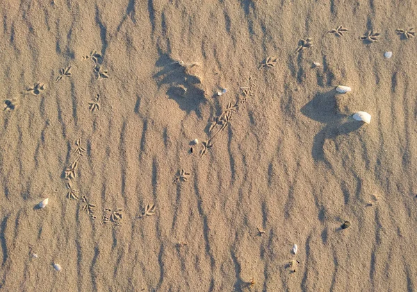 Відбитки птахів у піску — стокове фото