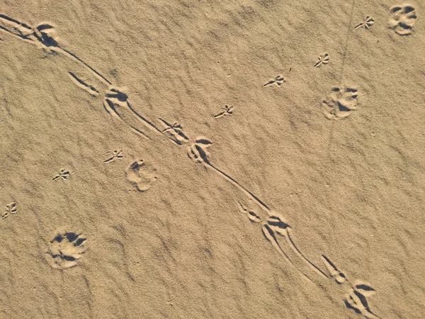 모래에 새 발자국 — 스톡 사진