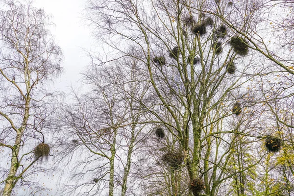 Europen muérdago en otoño, unido a su árbol de abedul anfitrión —  Fotos de Stock