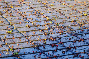 Sonbahar sahnesi, Rowan meyveleri asfalt alana düştü.