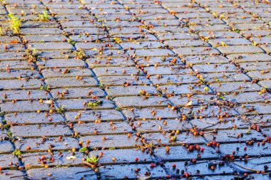 Sonbahar sahnesi, Rowan meyveleri asfalt alana düştü.