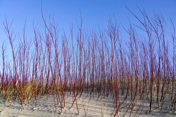 Krzewy czerwonej i białej wierzby na bałtyckim brzegu morza — Zdjęcie stockowe