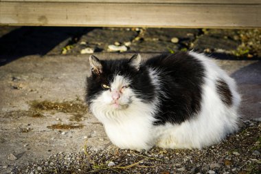 Hasta evsiz kedi daha iyi günleri bekler.