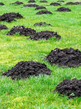 many fresh mole digs in a green meadow