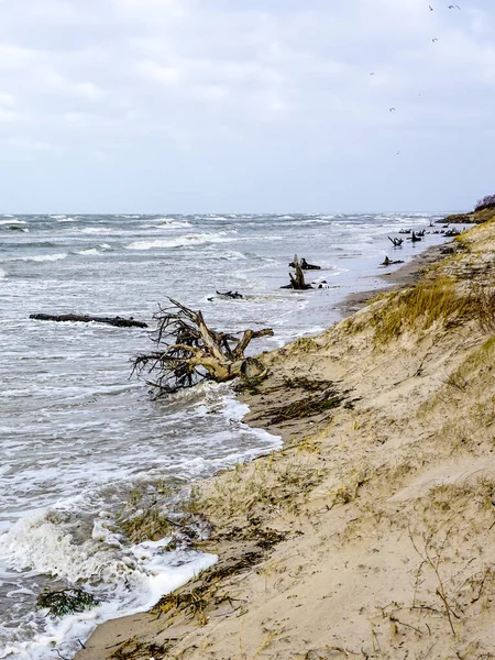 Erosão Costa Mar Báltico Por Ventos Fortes Problema Ambiental — Fotografia de Stock