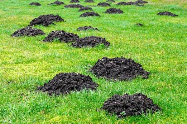 Many fresh mole digs in a green meadow — 스톡 사진