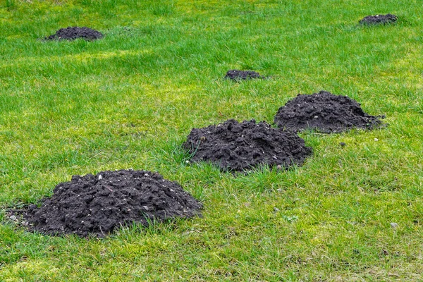 Many fresh mole digs in a green meadow — Stok fotoğraf