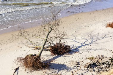 Baltık Denizi kıyılarında güçlü rüzgarlar ve çevresel sorunlar nedeniyle erozyon