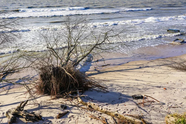 Erosão Costa Mar Báltico Por Ventos Fortes Problema Ambiental — Fotografia de Stock