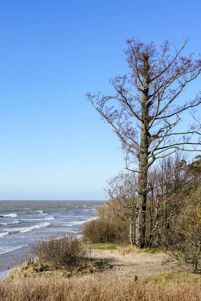 Uma Árvore Sem Folhas Inverno Nas Margens Mar Báltico — Fotografia de Stock