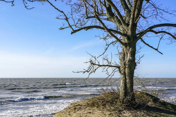 Uma Árvore Sem Folhas Inverno Nas Margens Mar Báltico — Fotografia de Stock