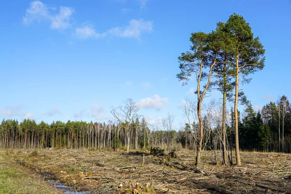 Az erdőirtás helyszíne, ami a fák kivágása után maradt. — Stock Fotó