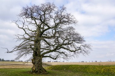 Mavi gökyüzünün arka planında yaprakları olmayan büyük bir meşe ağacı.
