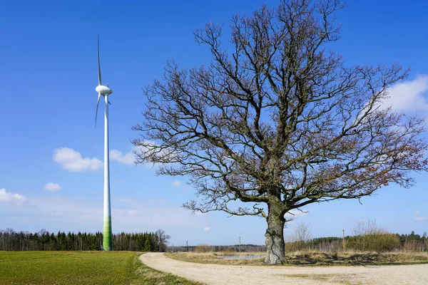 Větrný generátor a velký starý dub bez listí, příroda versus průmysl — Stock fotografie