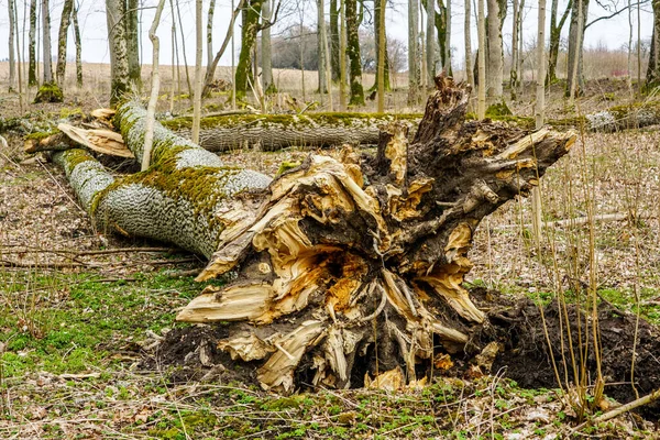 Шторм Впав Великий Стовбур Дерева Корінням Передньому Плані — стокове фото