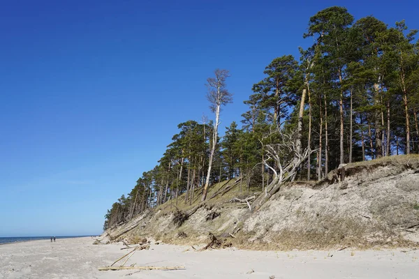 強い風によるバルト海沿岸の浸食環境問題 — ストック写真