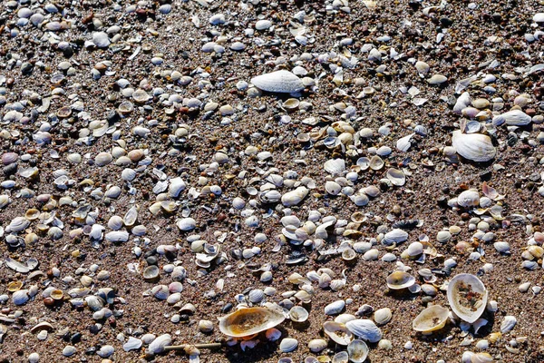 Areia Costa Mar Coberto Com Muitas Conchas Belo Fundo — Fotografia de Stock