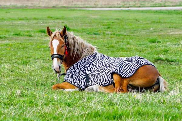 Schöne Braune Pferd Mit Einer Decke Einer Grünen Wiese Bedeckt — Stockfoto