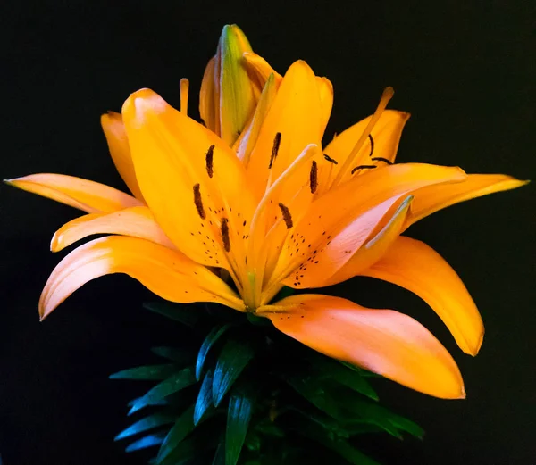 Asiatic Lily Isolerade Porträtt Fyrfärg — Stockfoto