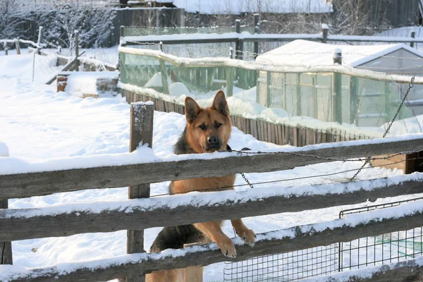 The dog is behind the fence and looking right