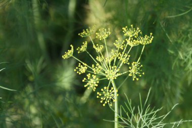 Dereotu şemsiye güneşli bir makro
