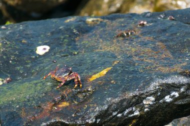Siyah ıslak kaya yüzeyi Yengeç