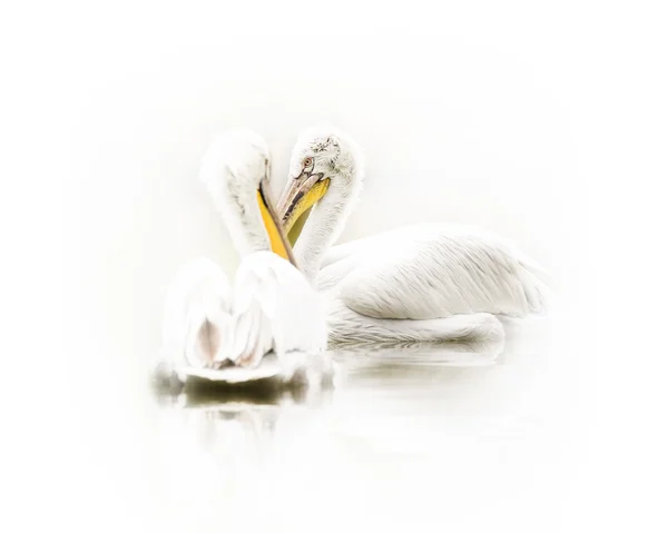 Két Pelikán madarak a tó — Stock Fotó