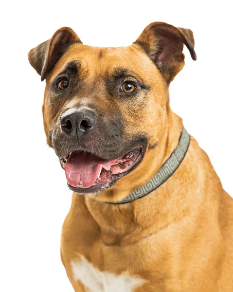 Large mixed breed dog — Stock Photo, Image