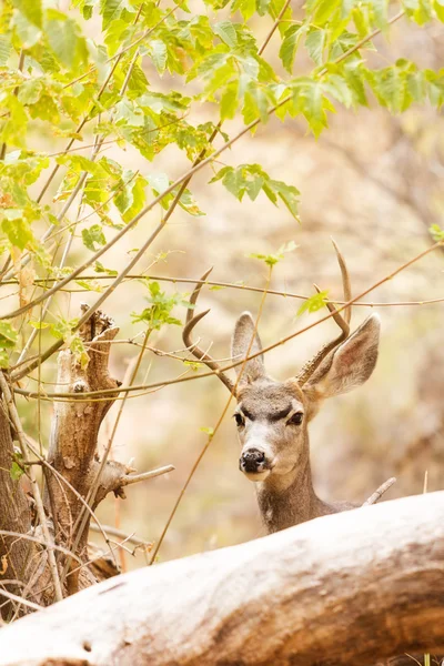 Cervo mulo Mangiare fuori albero — Foto Stock